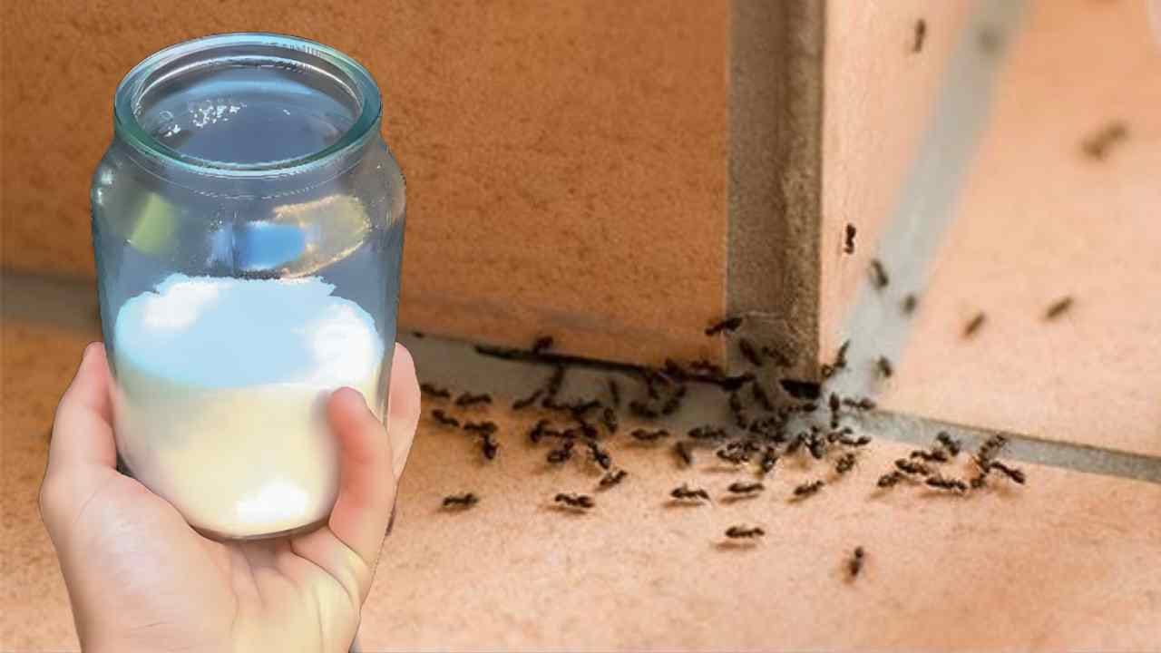 NO MORE ANTS AROUND THE HOUSE, WITH THE SUGAR METHOD THEY WILL DISAPPEAR IMMEDIATELY