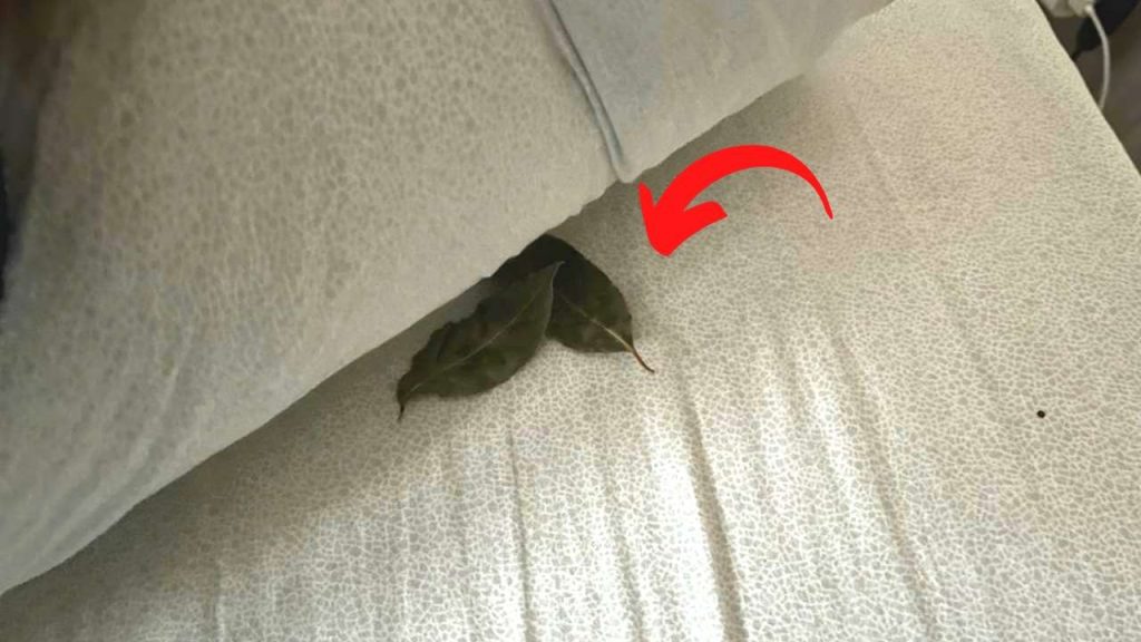 Bay leaves under the pillow, that’s why you should always do it before sleeping