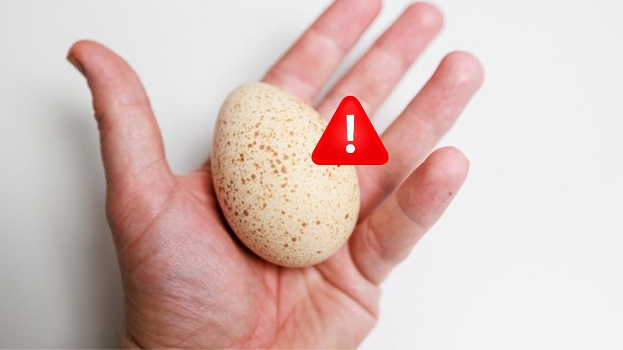 THESE EGGS SHOULD NEVER BE EATEN, STAY AWAY IF YOU SEE THEM: THE REASON