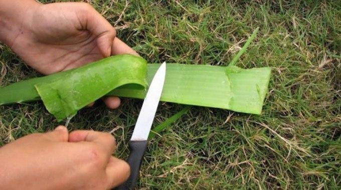 Aloe Vera: 40 Uses of This Plant with Multiple Virtues.