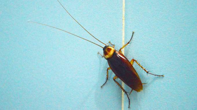 Cockroaches: The Effective Tip To Get Rid Of Them For Good.
