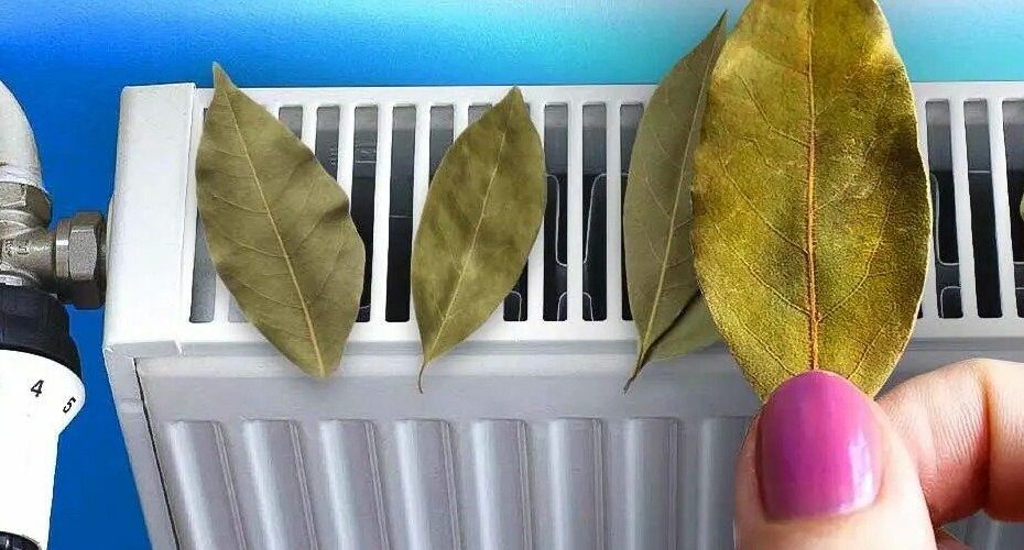 Why should you always stick bay leaves on your radiator? The trick to saving big this winter