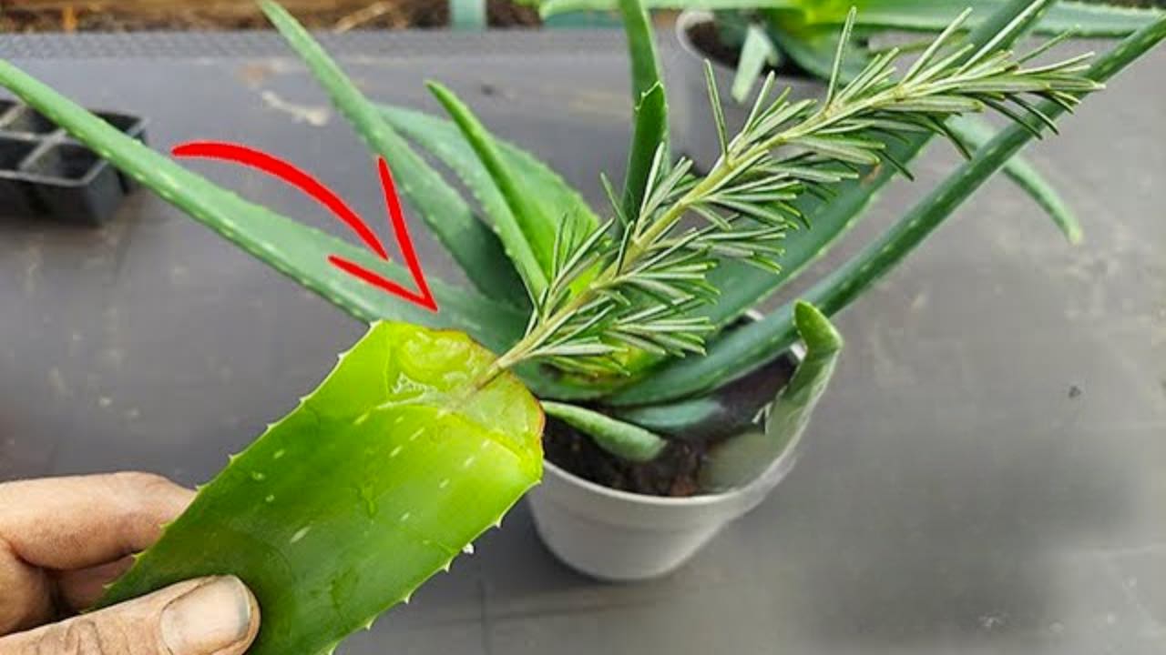 HOW TO PRODUCE ALOE VERA, ALL YOU NEED IS THE ROOT: 3 SIMPLE WAYS TO ROOT EVERYTHING