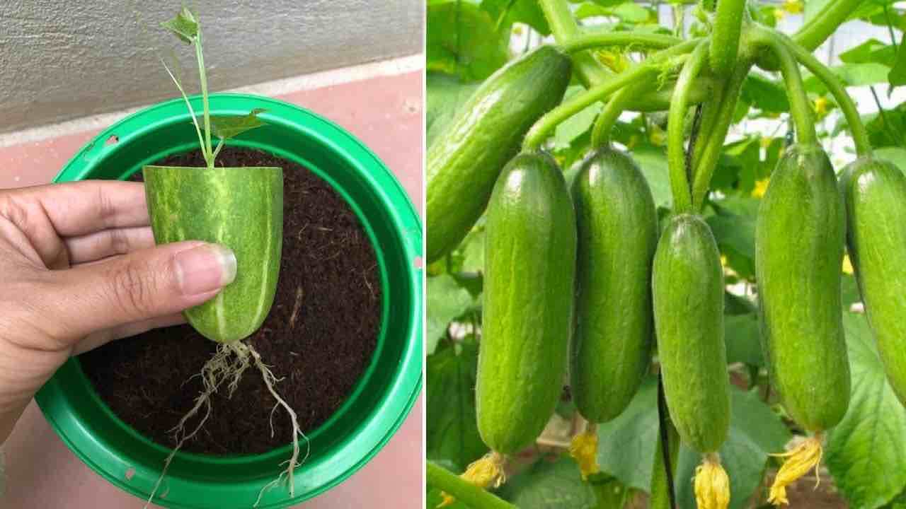 YOU WILL BE SURPRISED TO PROPAGATE CUCUMBERS THIS WAY – REPRODUCE THEM ENDLESSLY