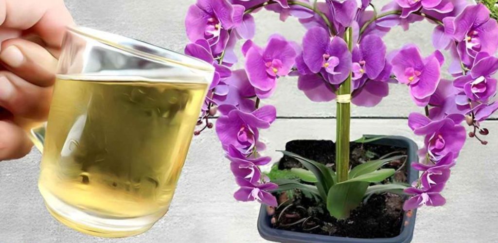 Use this popular ingredient to get the orchids in your home blooming in no time.