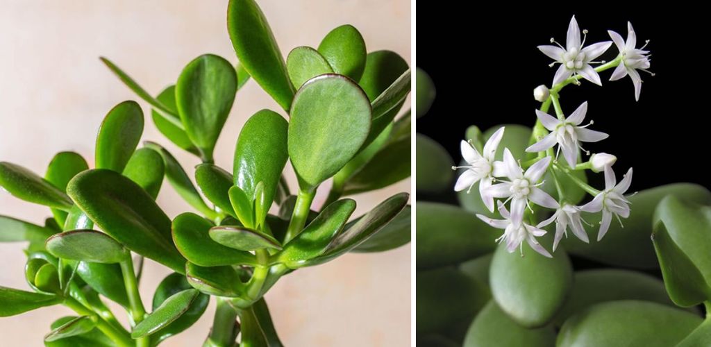 The plant brings money and prosperity to your house