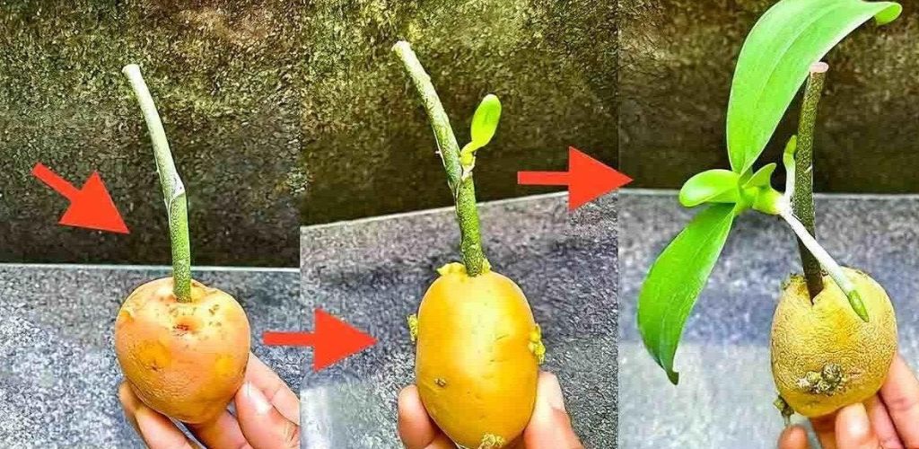 Get an infinite number of orchids from one stem with my trick