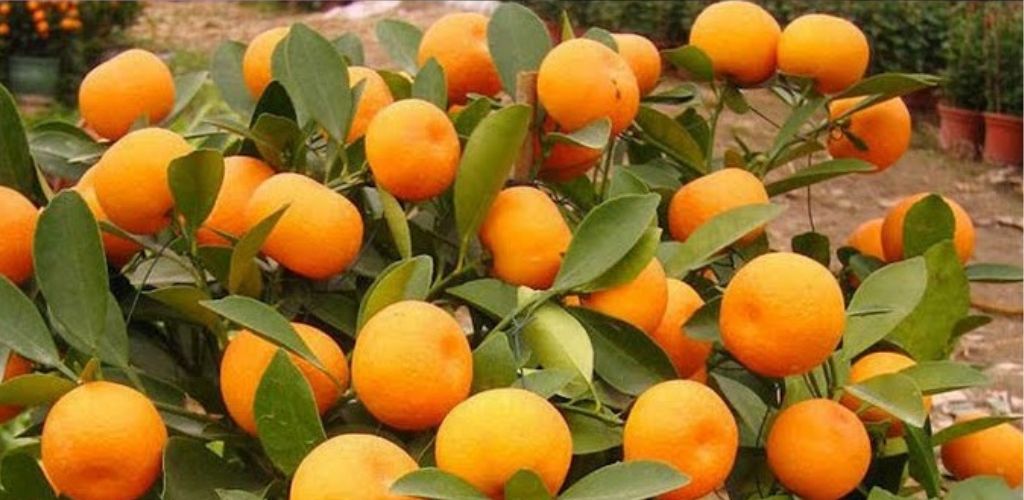 You won’t buy tangerines anymore. Plant them in a flower pot and you’ll always have hundreds of them!