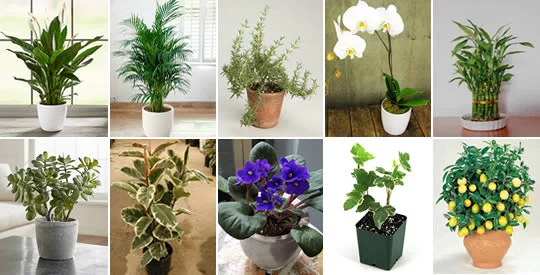 11 Plants That Will Bring Happiness, Positive Energy and Prosperity to Your Home