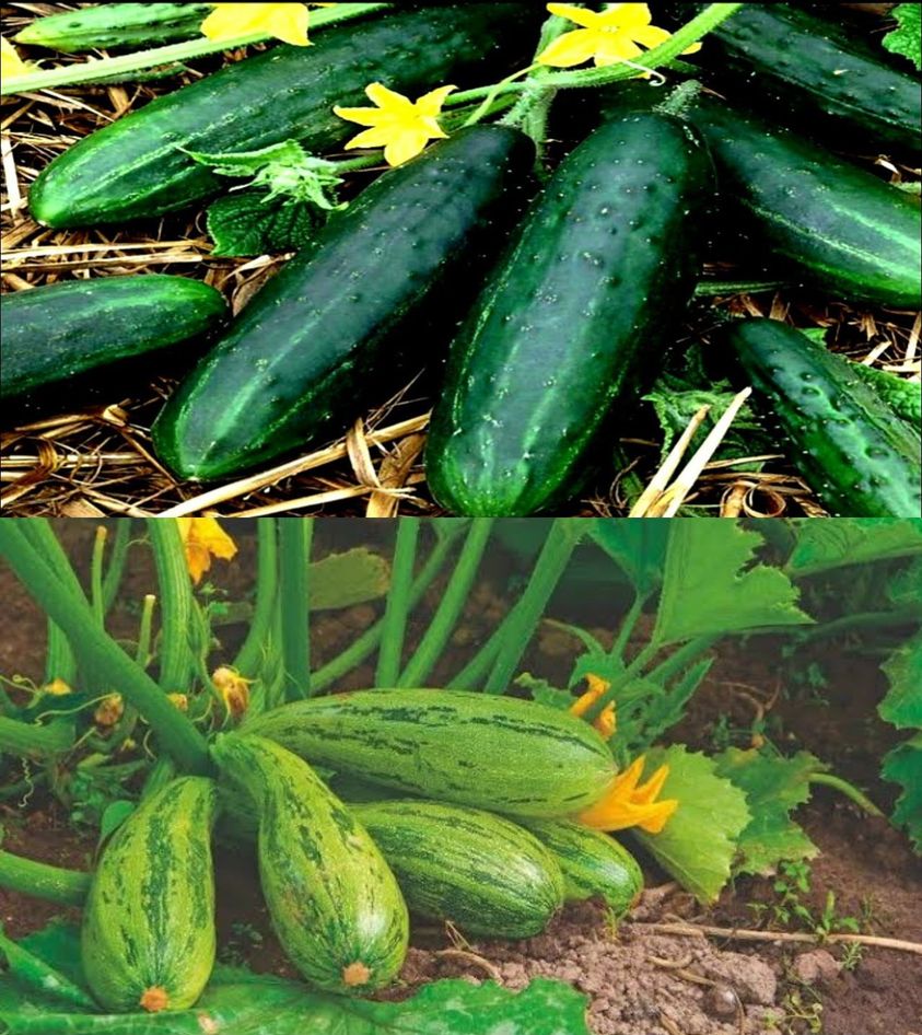 Tomato, cucumber, zucchini folded with this ingredient that you have in the kitchen