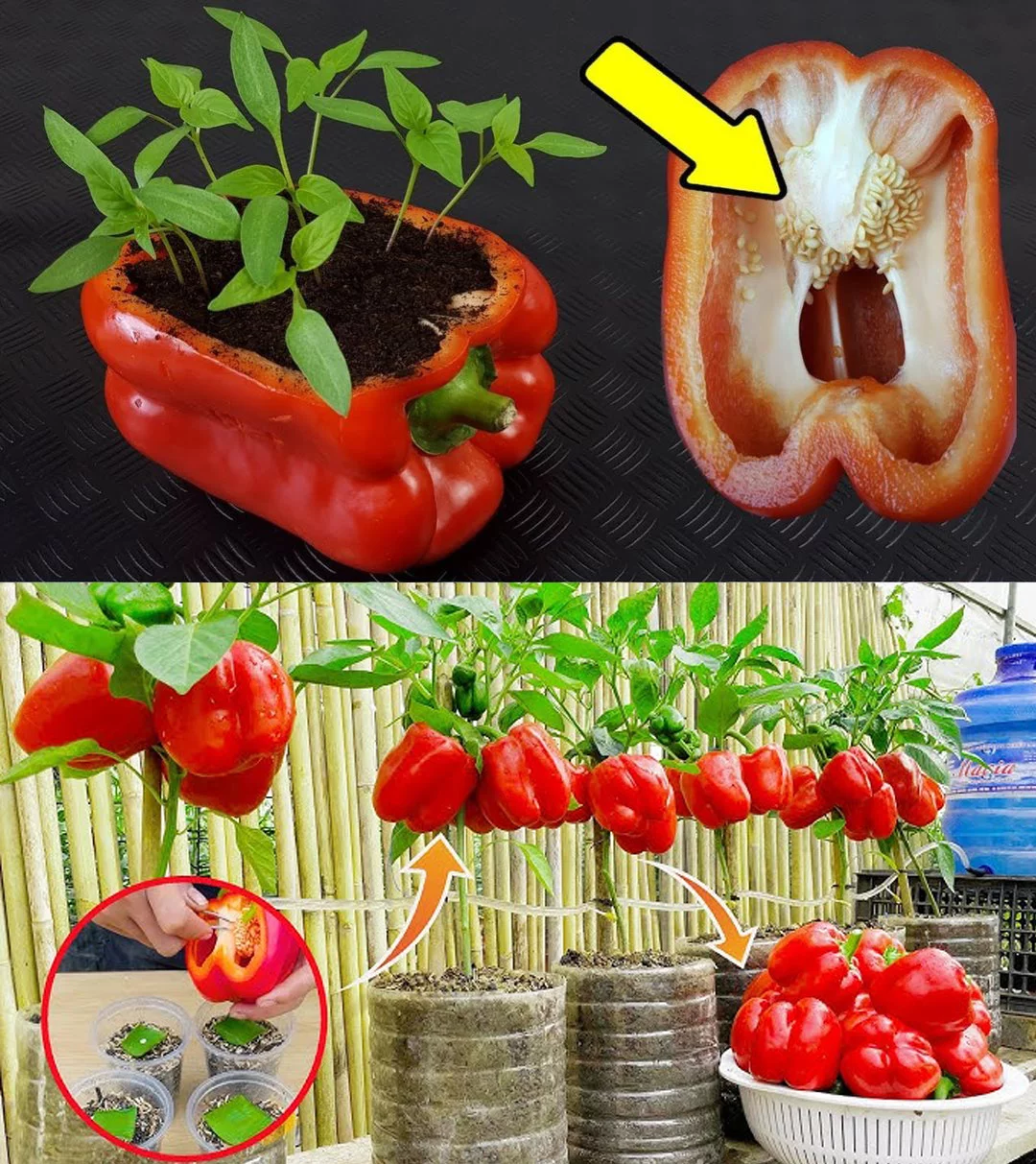 How to Grow Peppers at Home: The Secret to a Bountiful Harvest