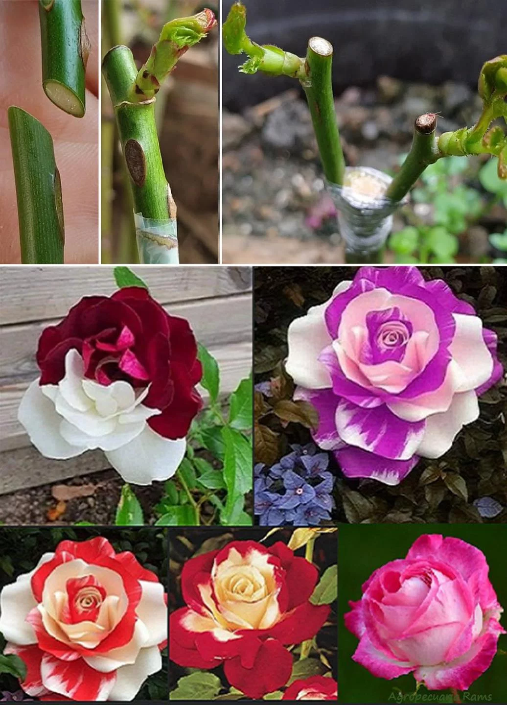 How to graft a rose bush with different colors step by step