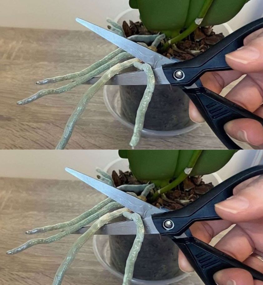 Orchid, strong roots and abundant flowers if you have them: no one thinks about it