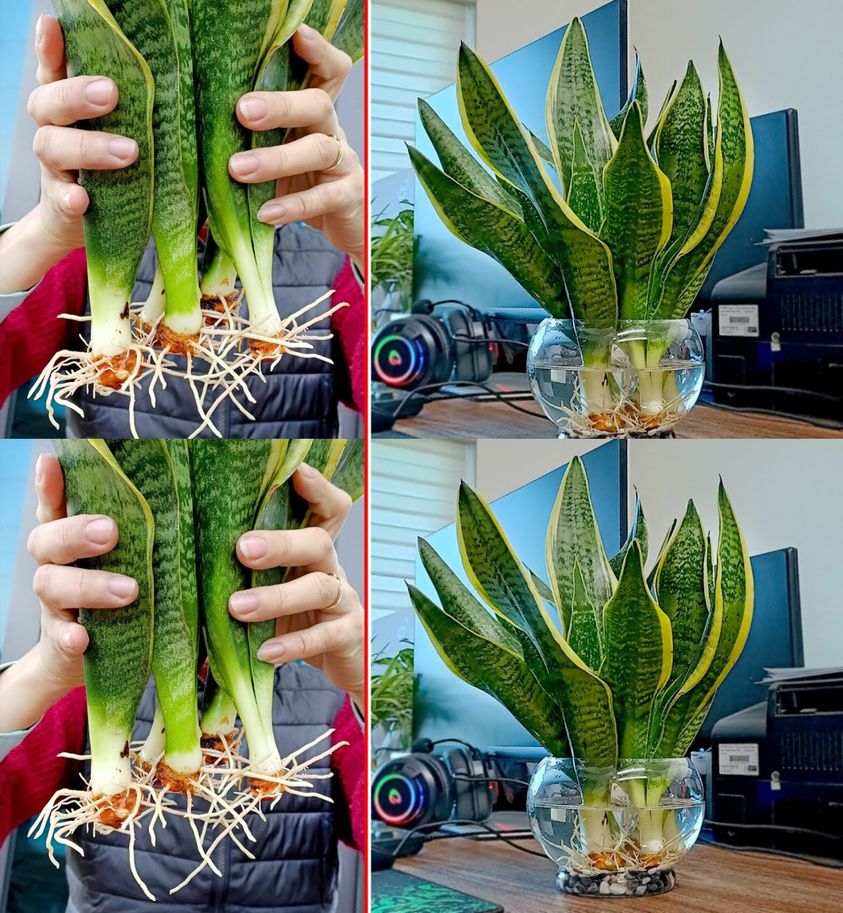 Blessed are those who have this plant at home: they are very lucky even without knowing it