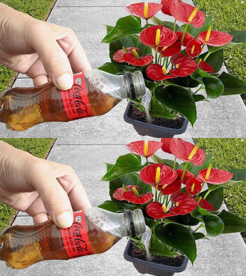 Just one glass once a month and you’ll be blowing your flowers all year round