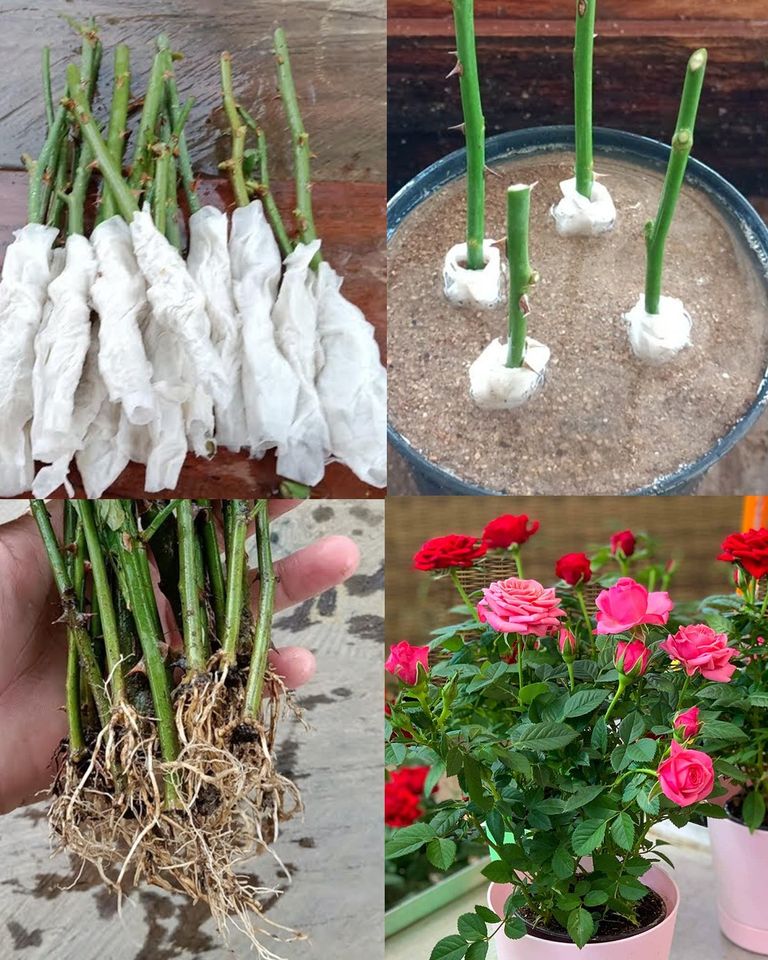 How to Propagate Roses from Cuttings Using Toilet Paper