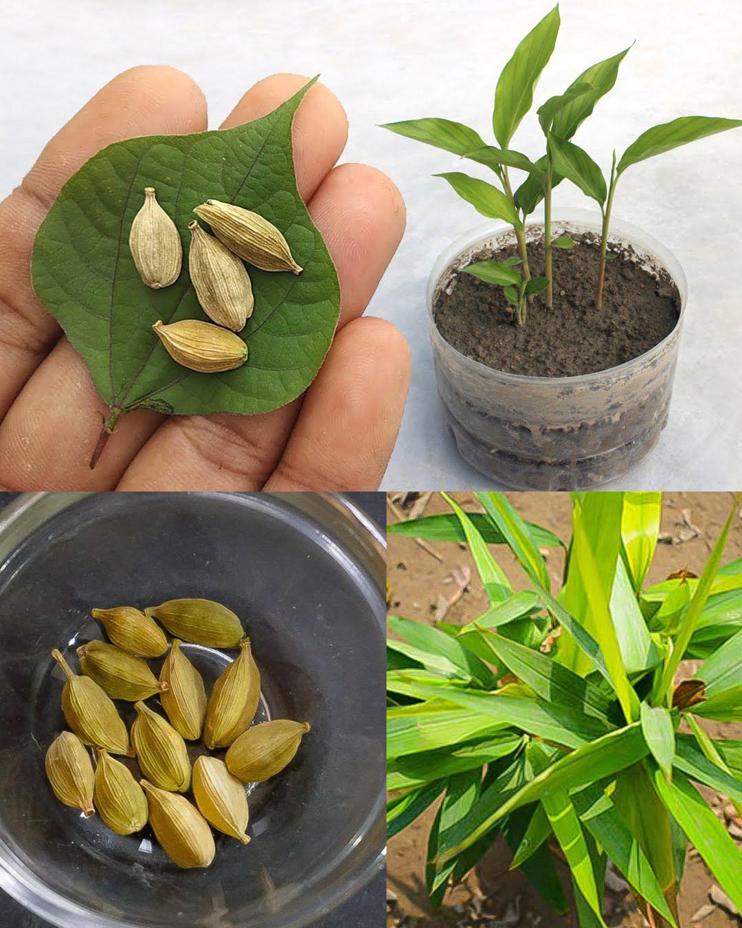 The Queen of Spices: Growing Cardamom from seeds at Home