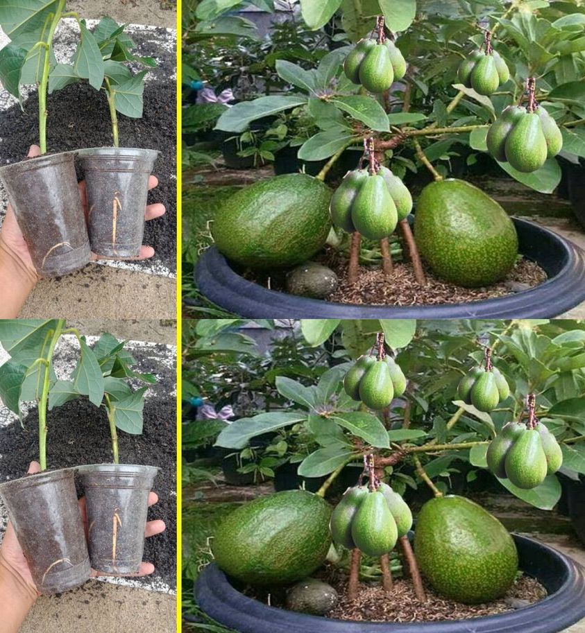 6 Tips for Growing Potted Avocado and Making It Grow