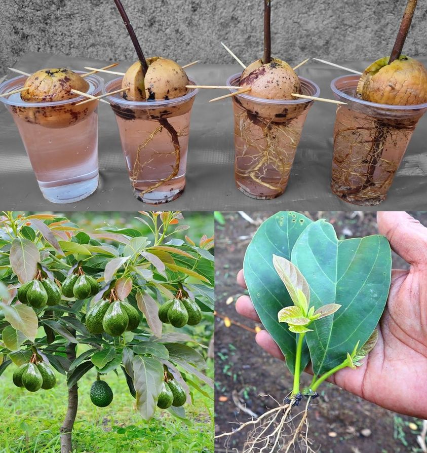 How To Grow Avocados At Home To Have An Endless Supply