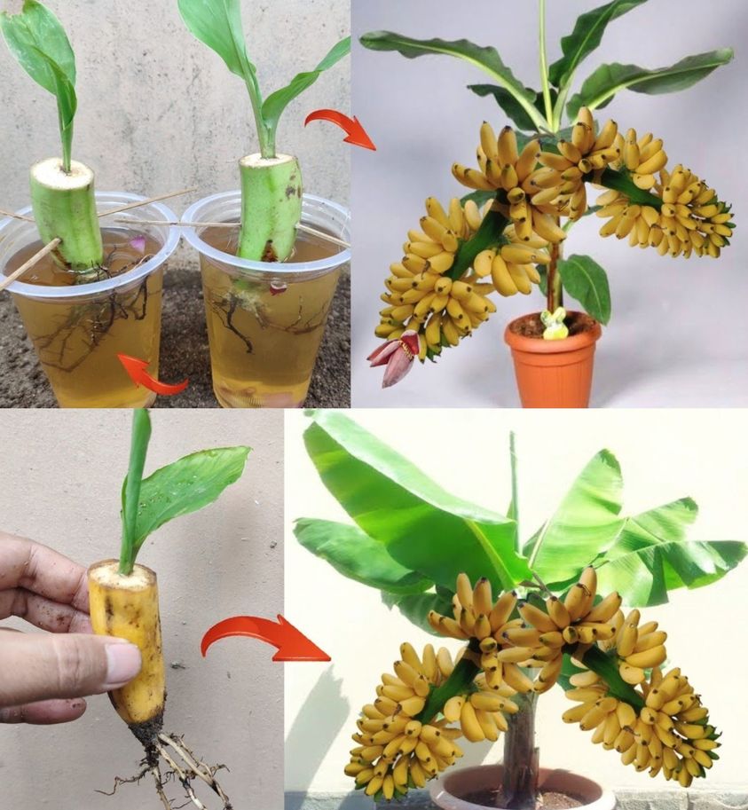Learn how to grow potted bananas step by step.