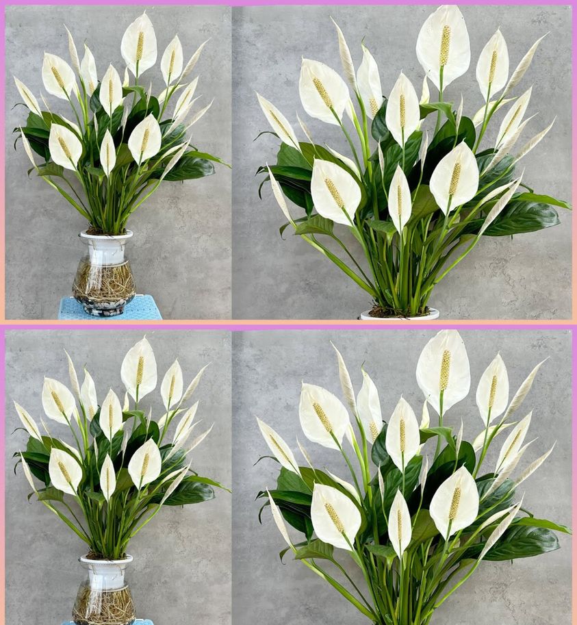 This remedy is worth gold for the peace lily, it will be healthy and prosperous for years
