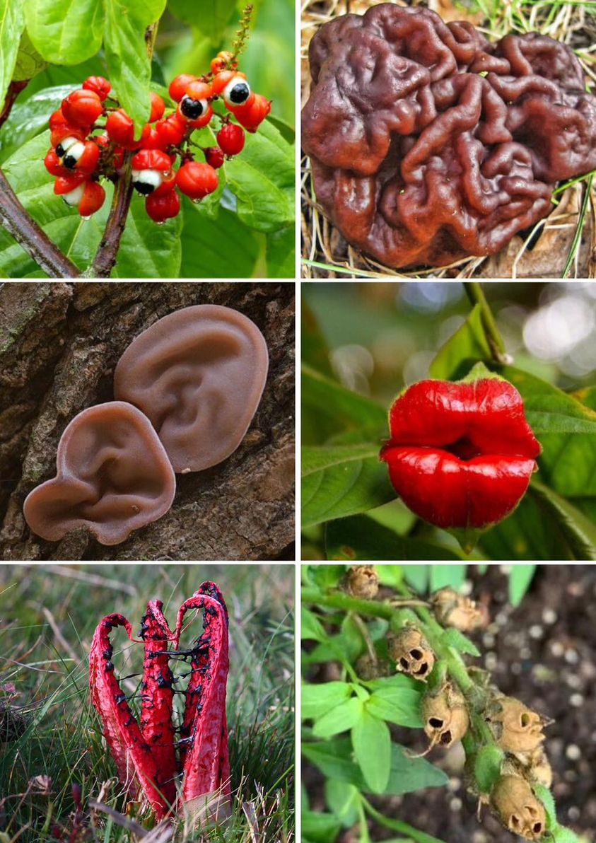 6 Fascinating Plants That Resemble Human Body Parts