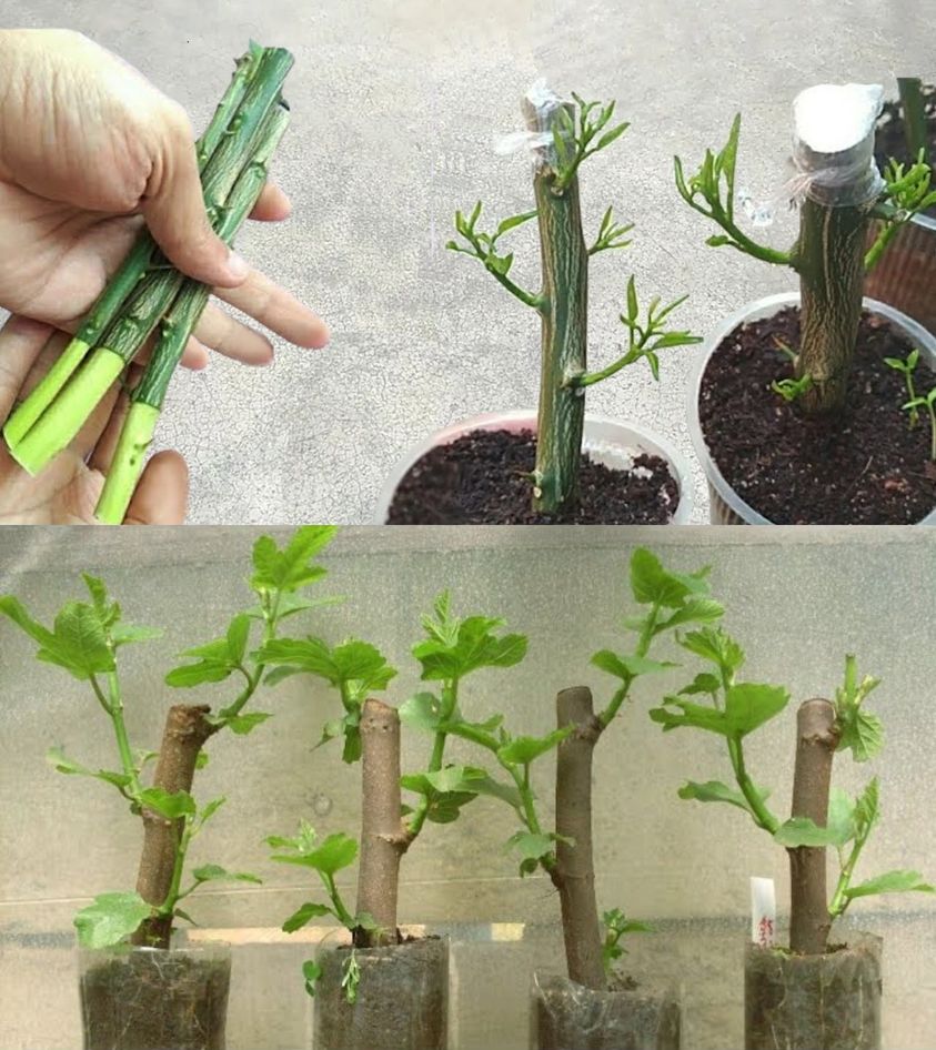 The Foolproof Method of Propagating Lemons from Leaf Cuttings in Minutes