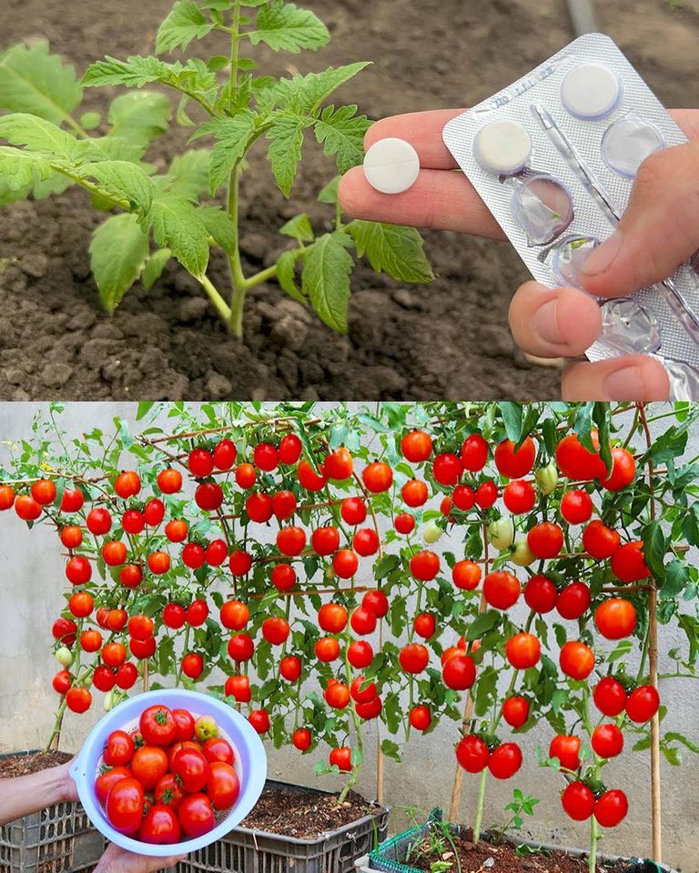 How to Grow Tomatoes Fast and Achieve Big Harvests at Home
