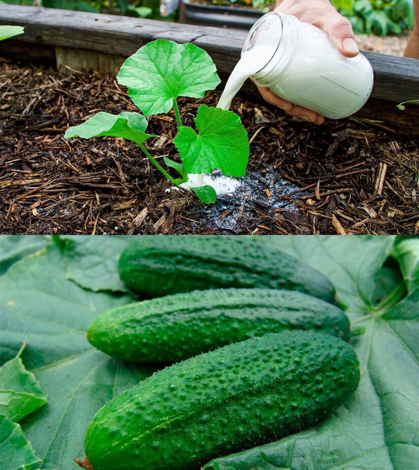 Just one tablespoon for every cucumber you have in your garden and you’ll harvest twice as much