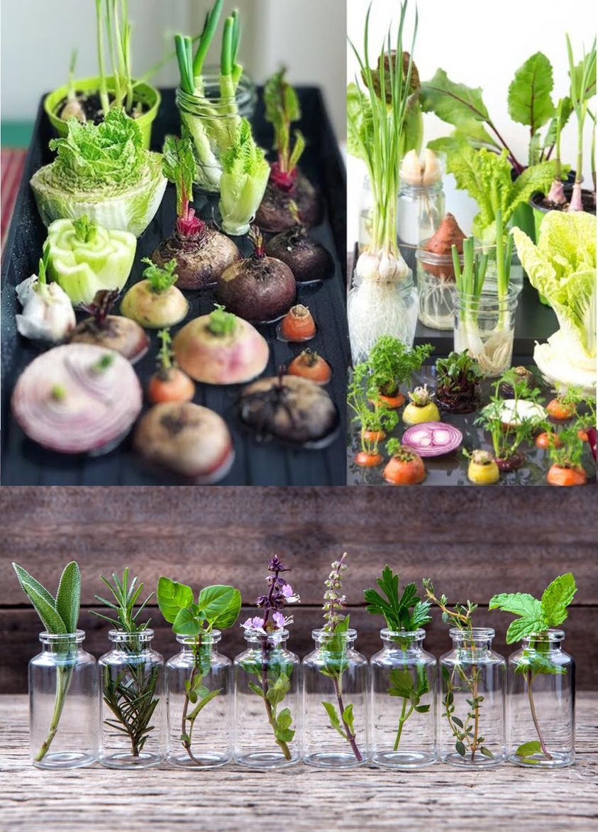 25 Herbs, Vegetables & Plants You Can Grow In Water: A Guide to Hydroponic Gardening at Home