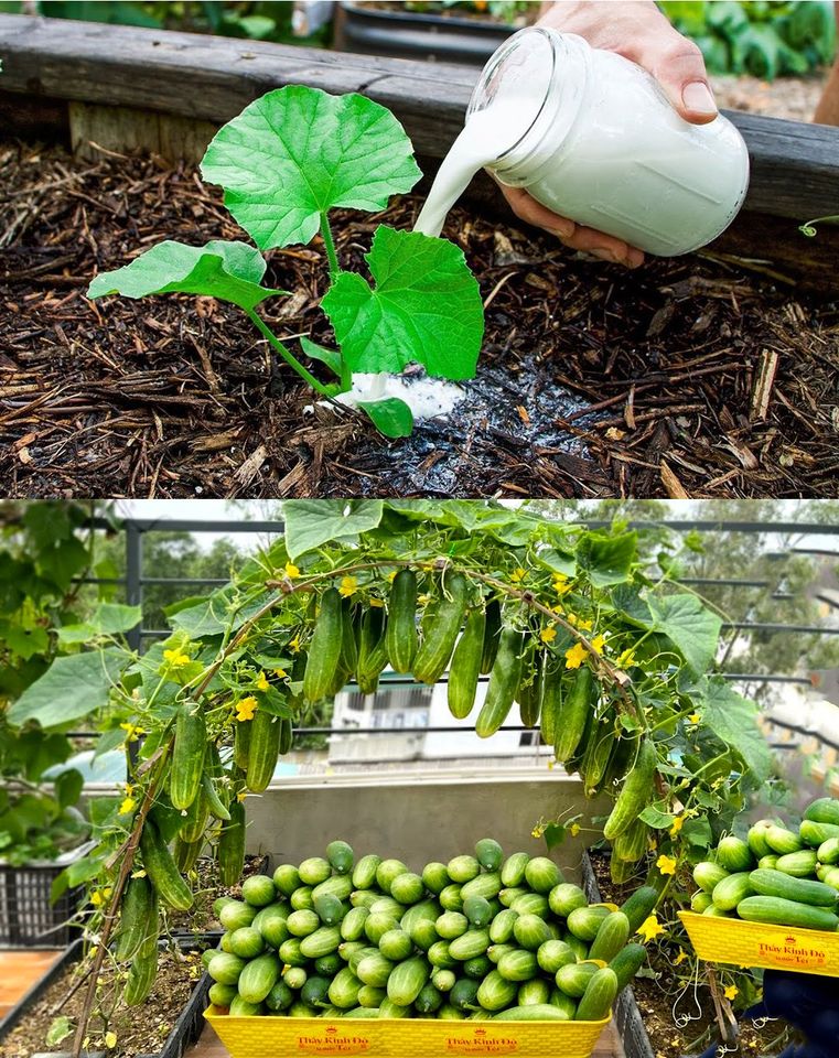 Double the Yield of Cucumbers with Natural Fertilizers: A Gardener’s Guide