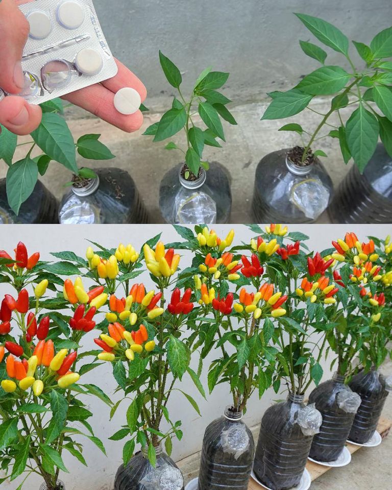 Cultivating Chili Peppers at Home: Tips for Vibrant Growth