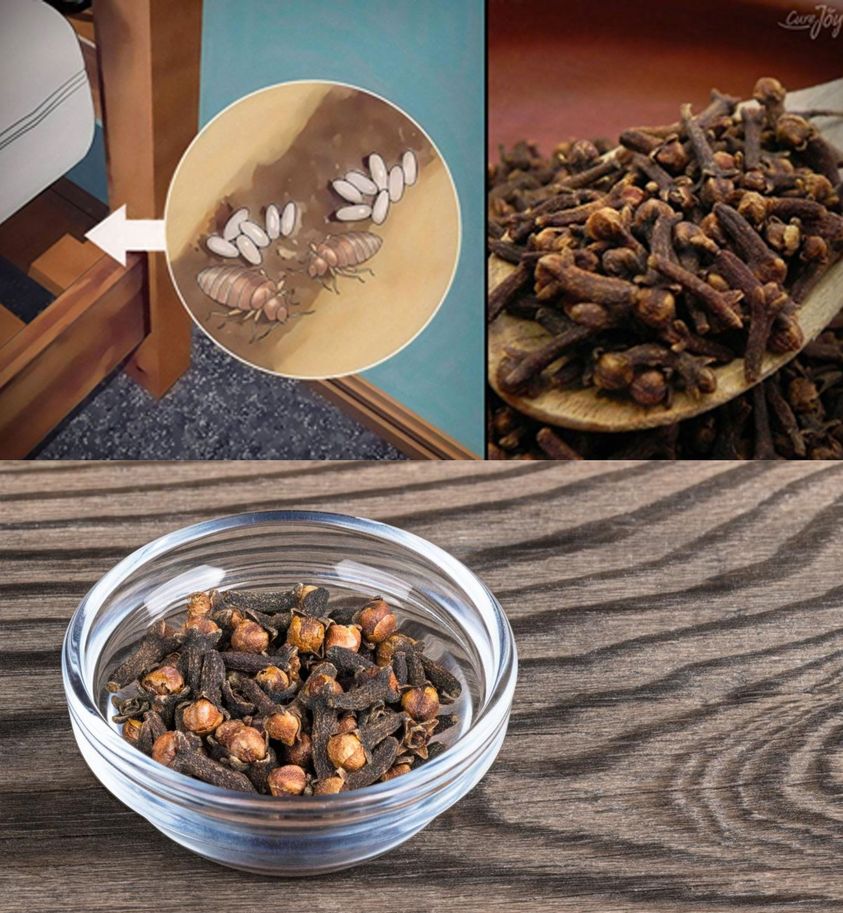 Potent blend with cloves to eliminate bed bugs