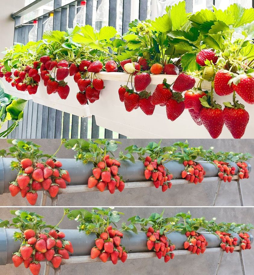 Strawberries, don’t throw money at the supermarket: how to grow them at home or in the garden