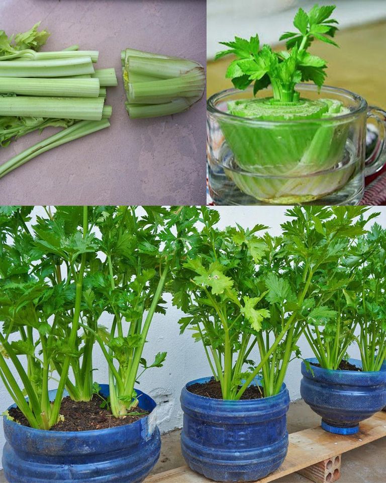How to Grow Black Pepper from Seeds at Home
