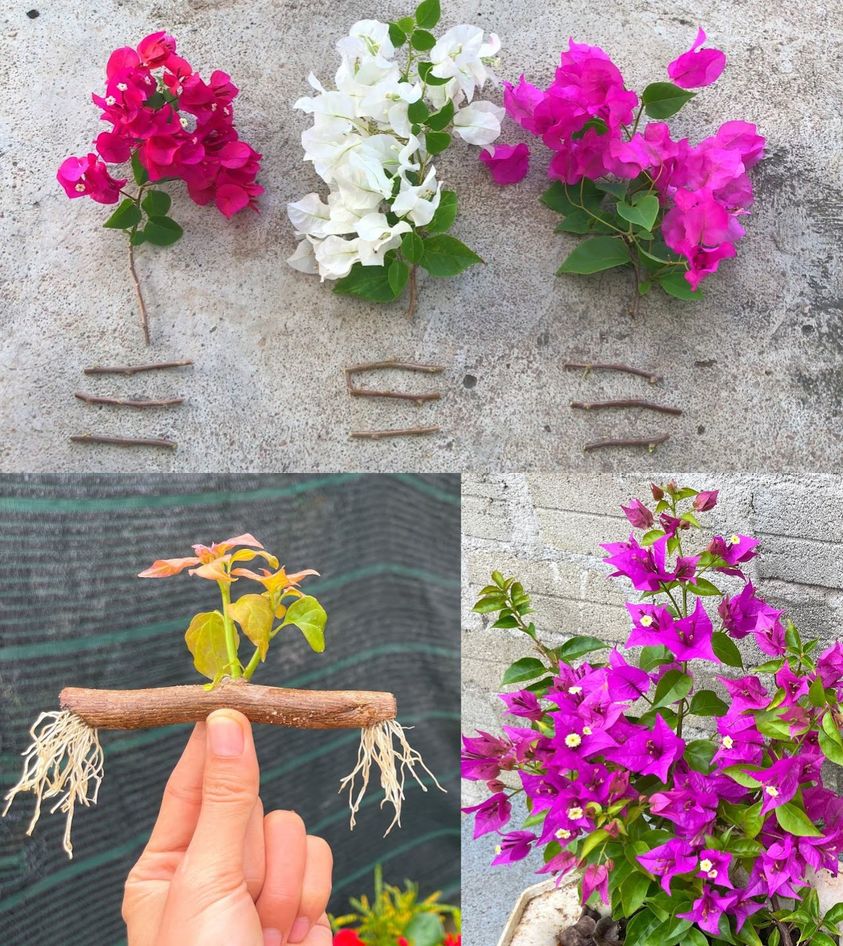 How to propagate bougainvillea branches on the balcony or garden: the foolproof method