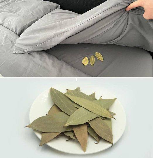 Bay leaves under the pillow, which is why you should always do it before going to sleep