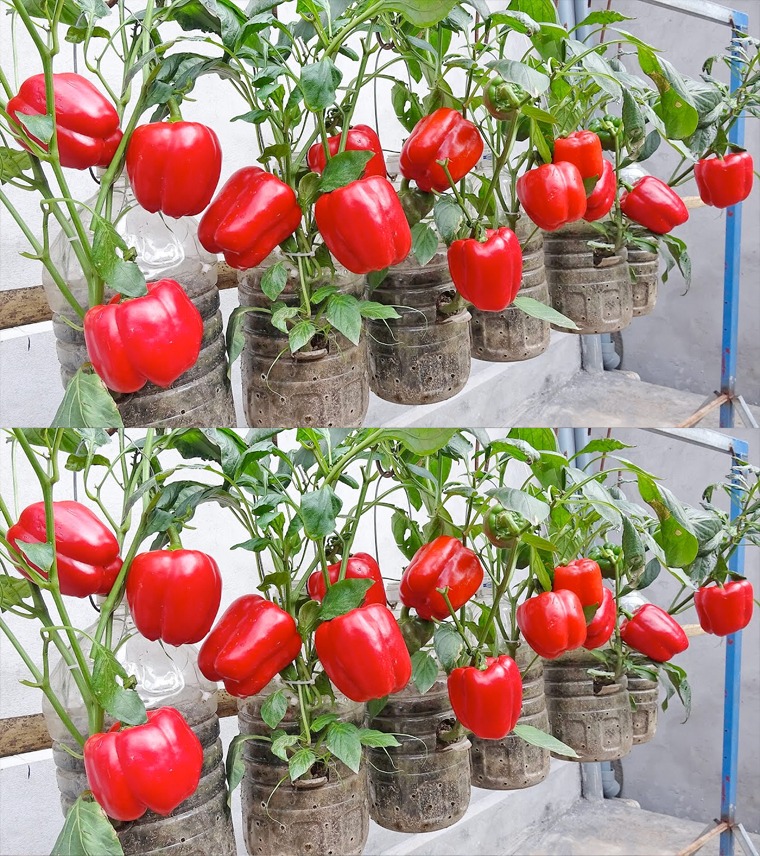 How to Grow Peppers at Home: The Secret to Abundant Production