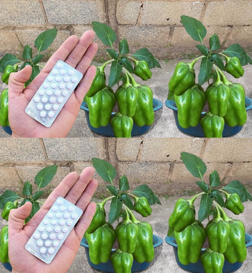 How to Grow Peppers at Home: The Secret to Abundant Production