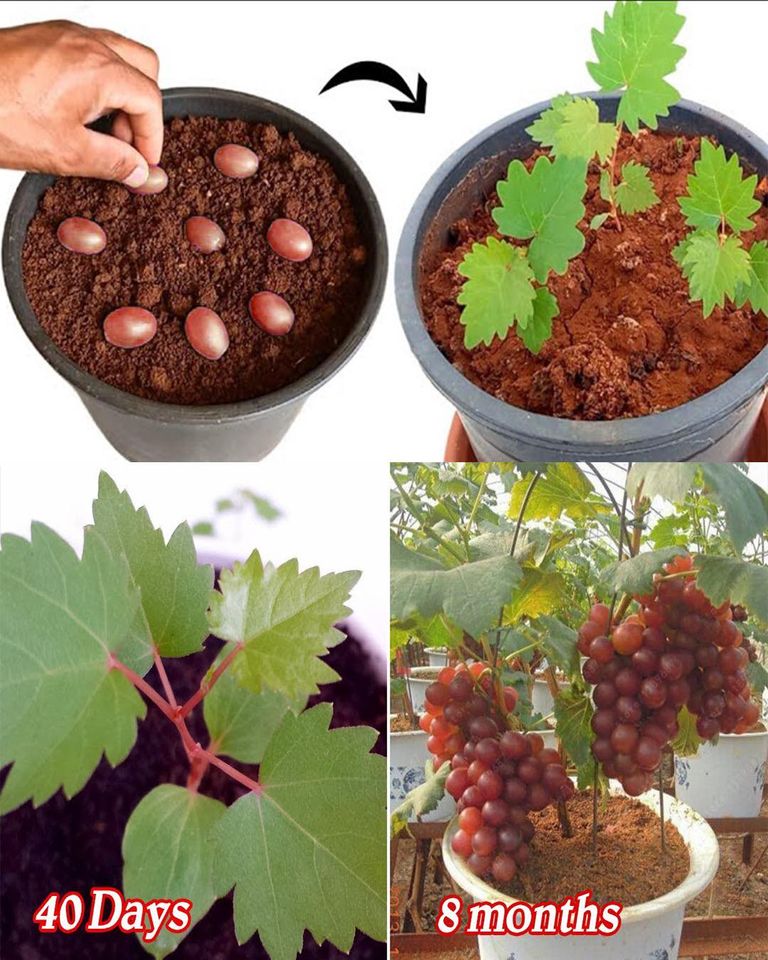 How to grow grapes from seeds (in containers)