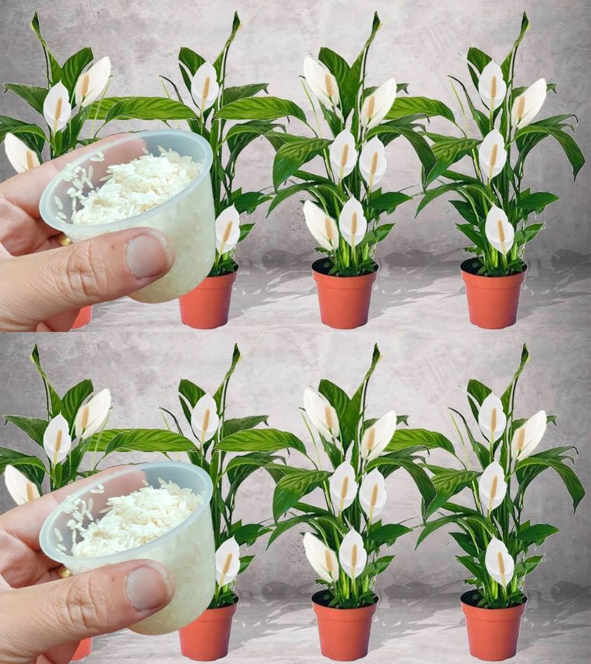 How to stimulate the growth of spathiphyllum: this way it will grow healthy and full of flowers