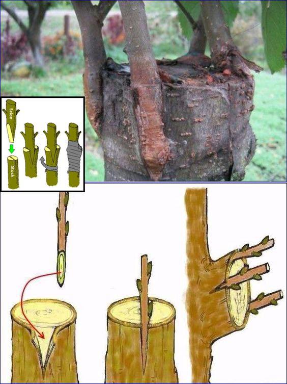 How to Graft Trees Correctly and Efficiently