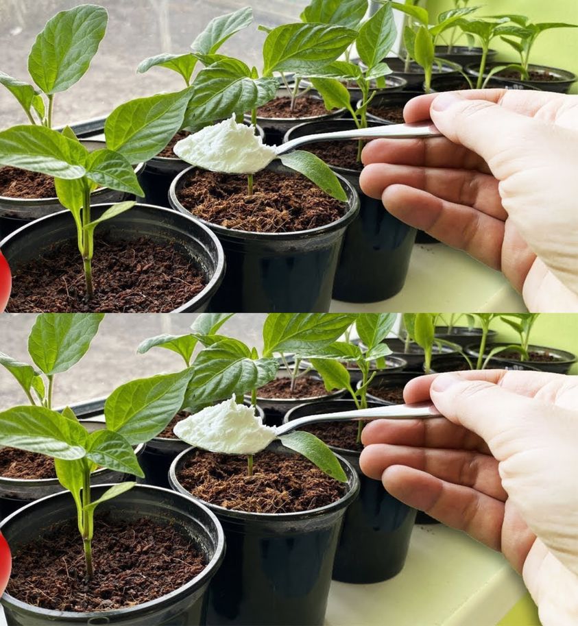 Any houseplant will bloom endlessly with this natural fertilizer