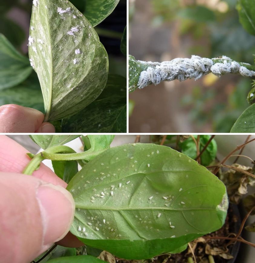 Eliminate mealybugs from your plants forever: 5 natural pesticides