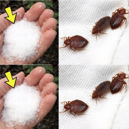 Say goodbye to bed bugs in the garden, other than chemical insecticides: so they float immediately