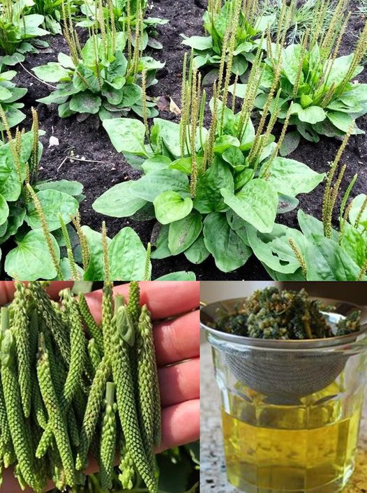 Plantain: properties and benefits of this spontaneous medicinal plant