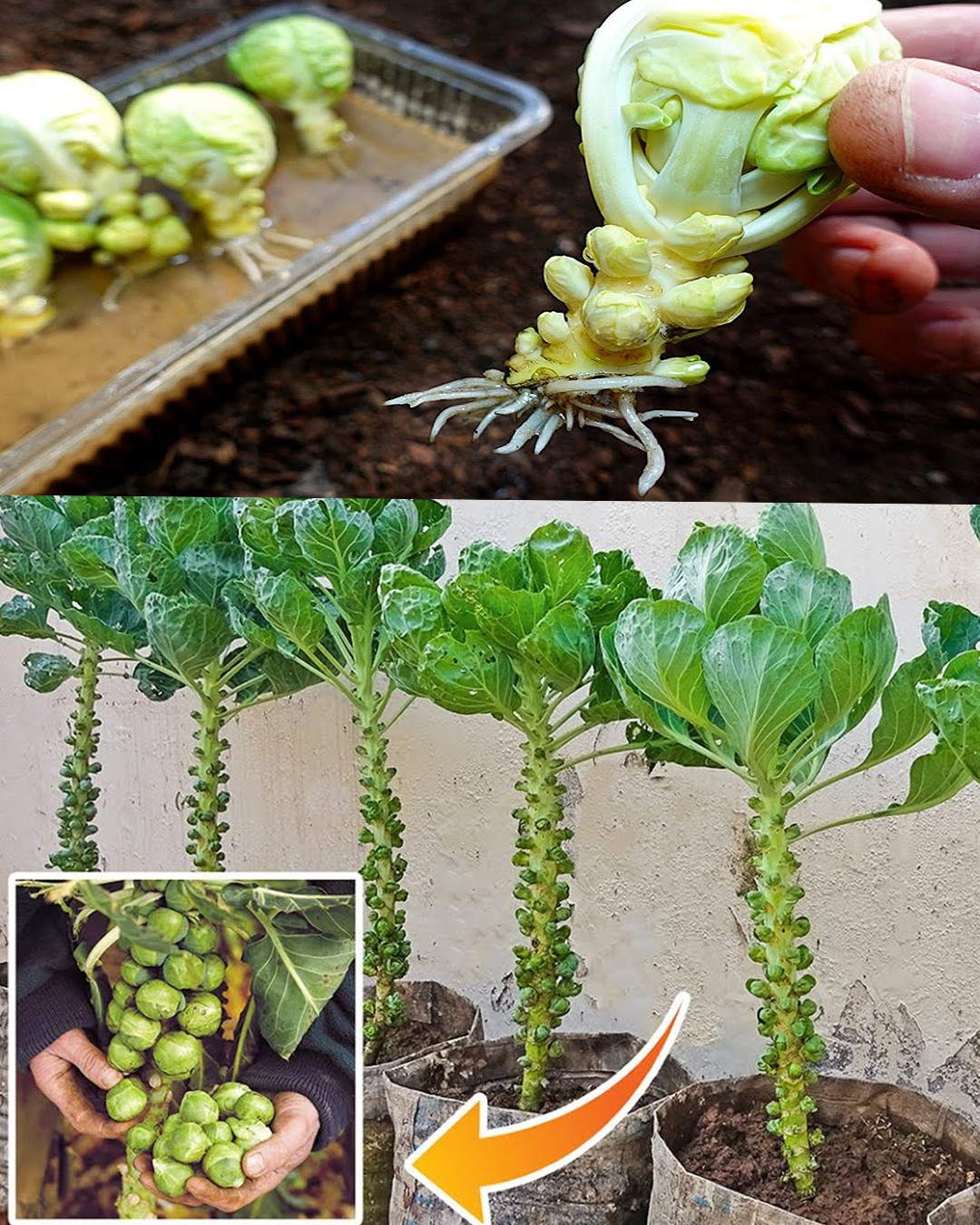 How to Grow Brussels Sprouts in Containers