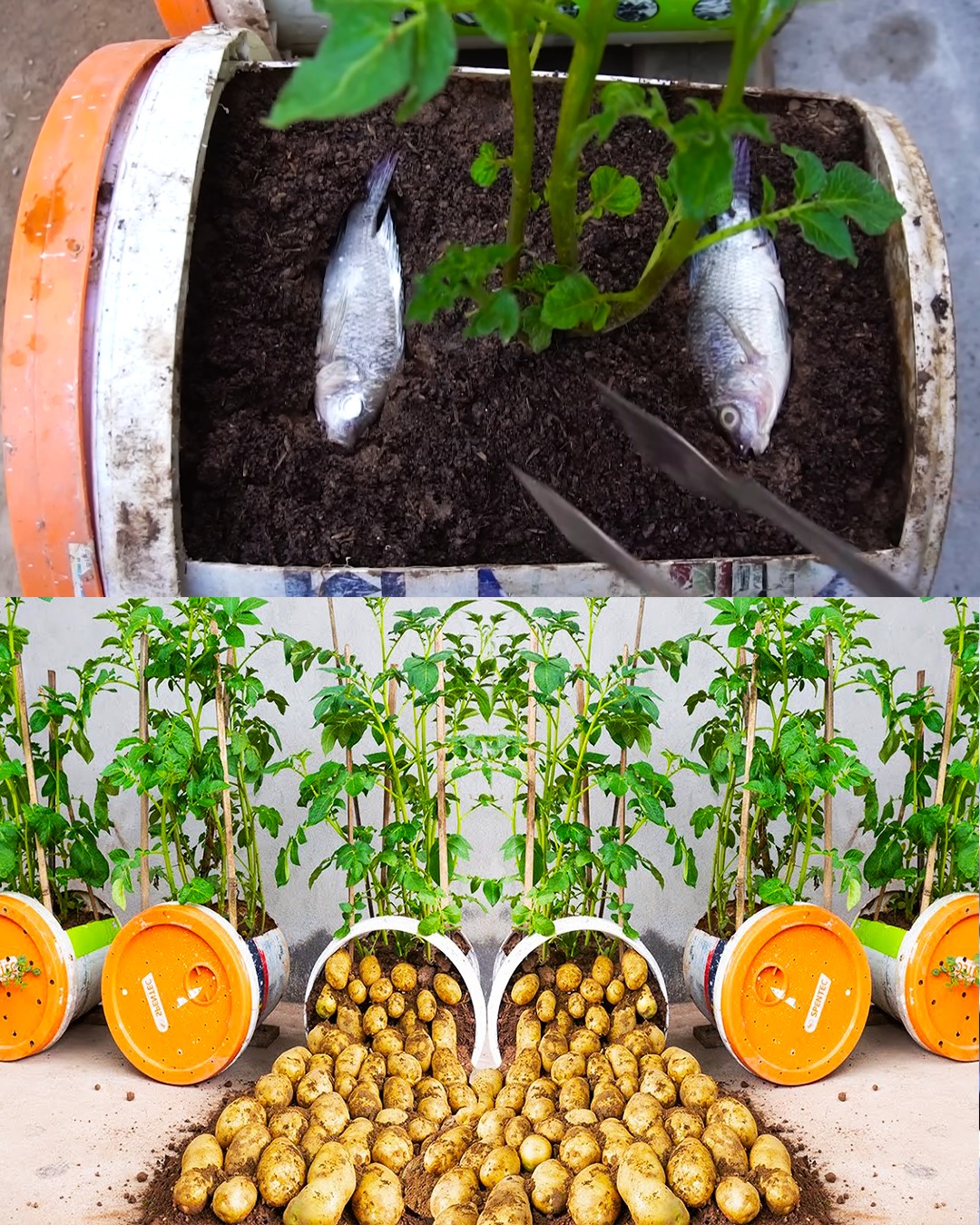 A Guide to Growing Potatoes at Home in Containers