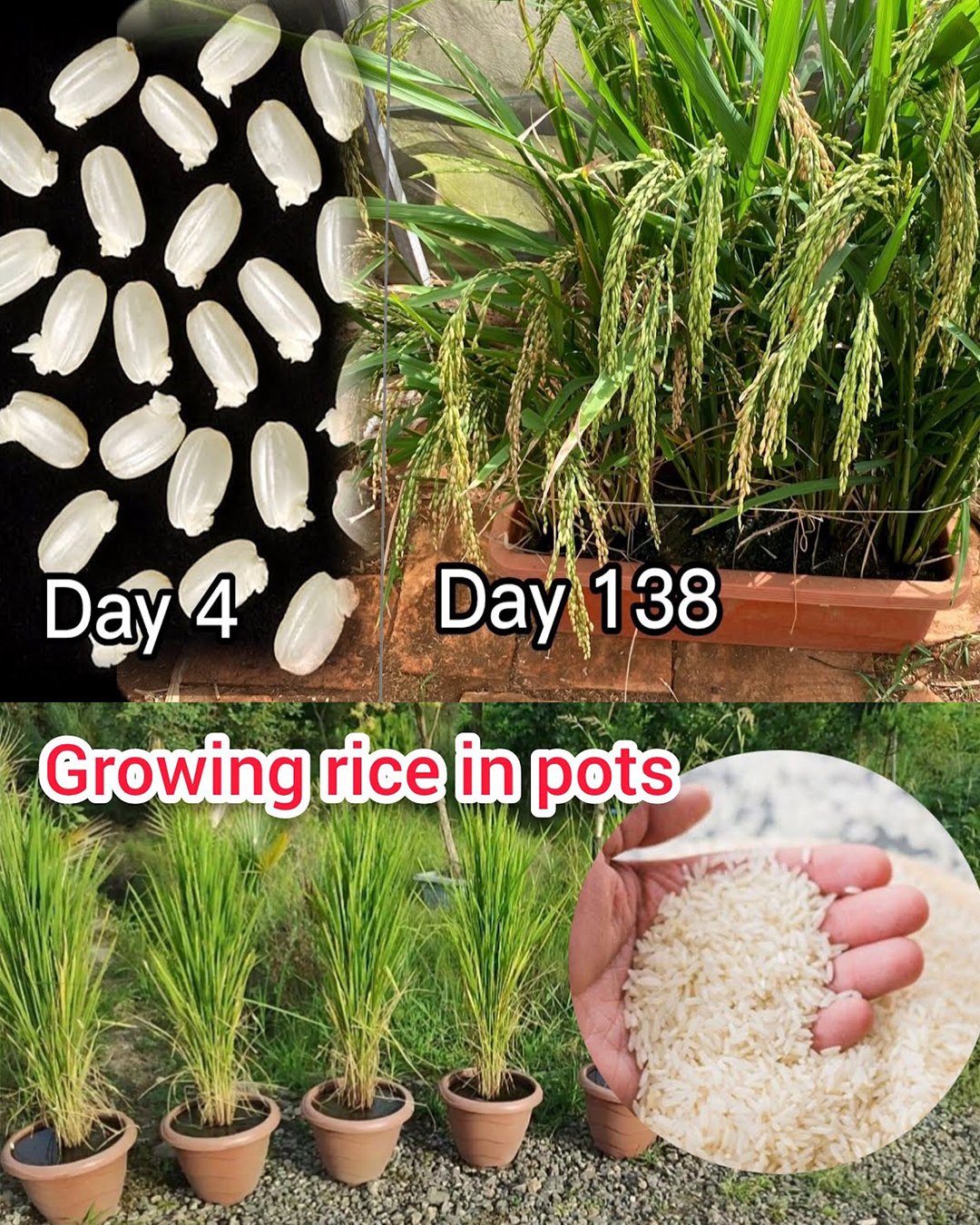 How to grow rice from store-bought rice