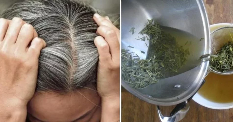 Rosemary for gray hair: how to prepare your natural tincture